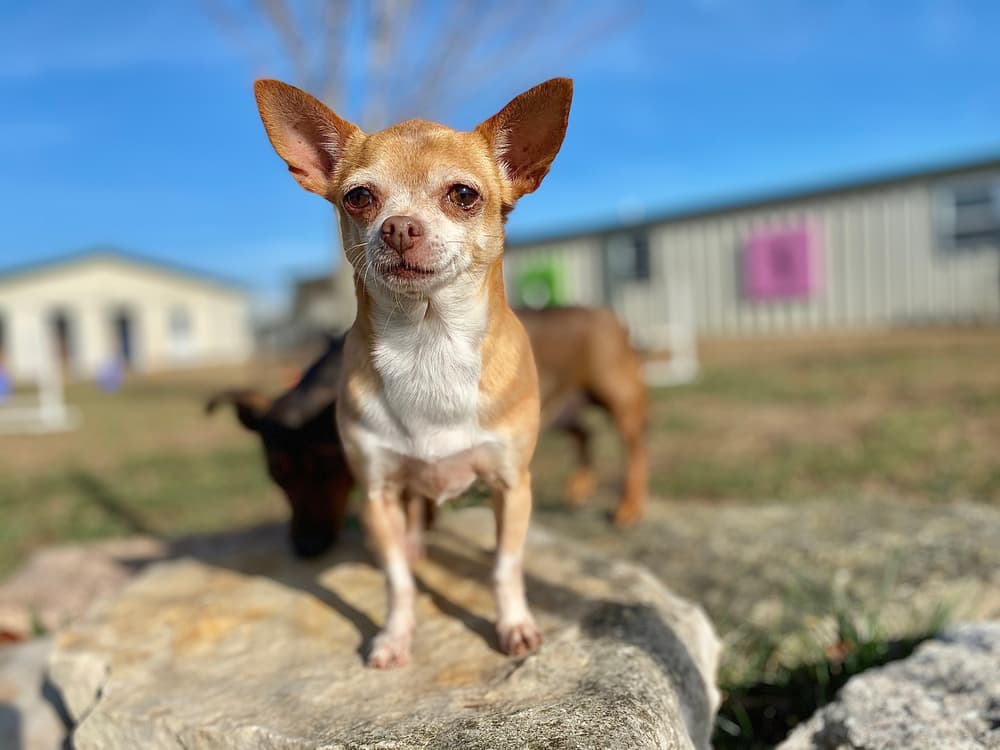 Brown-and-white adult Chihuahua outside