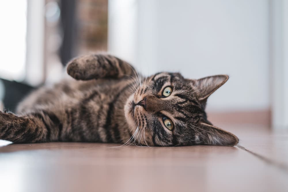 Cushing’s Disease in Cats
