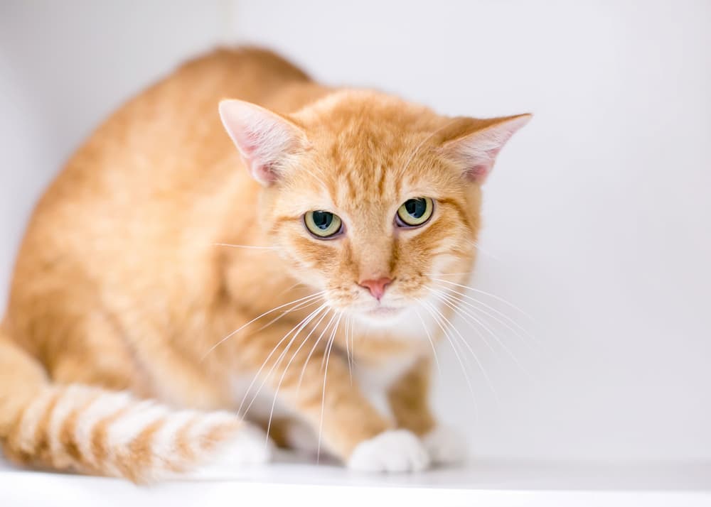 Lactulose for Cats