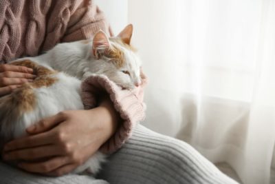 Cat Lipoma: Causes and Treatment Options