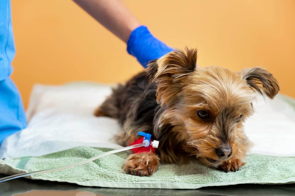 Dog falling asleep after a sedative