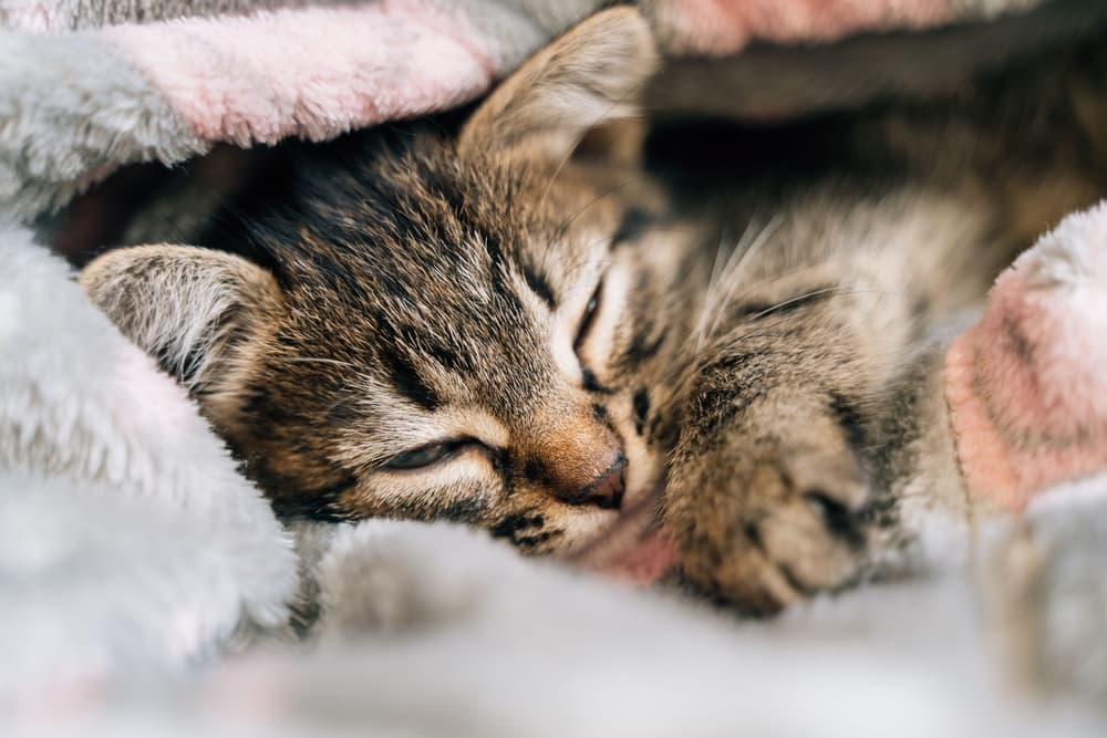 Sick cat resting