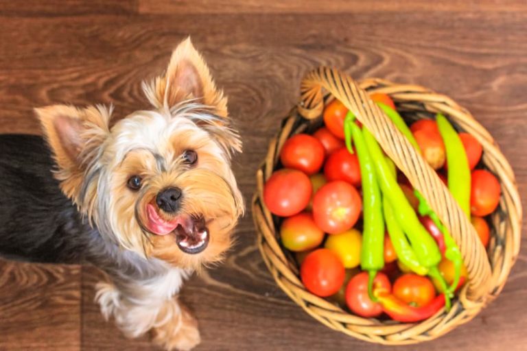 Dog by basket of spicy peppers