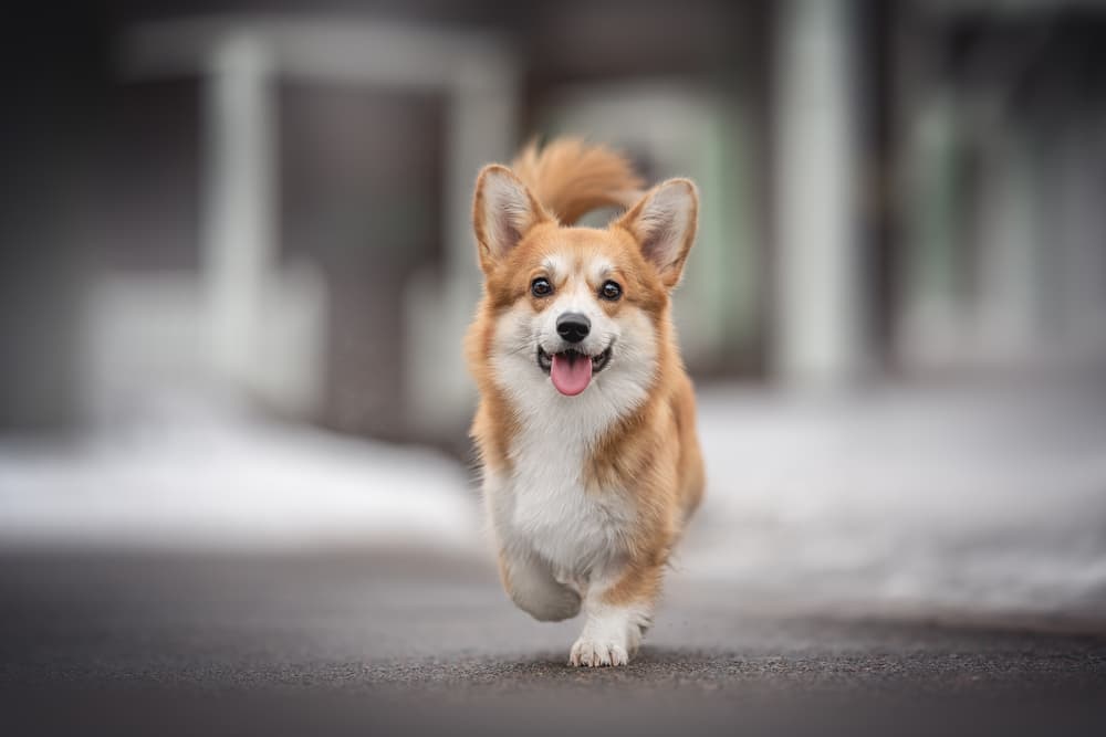 Corgi running