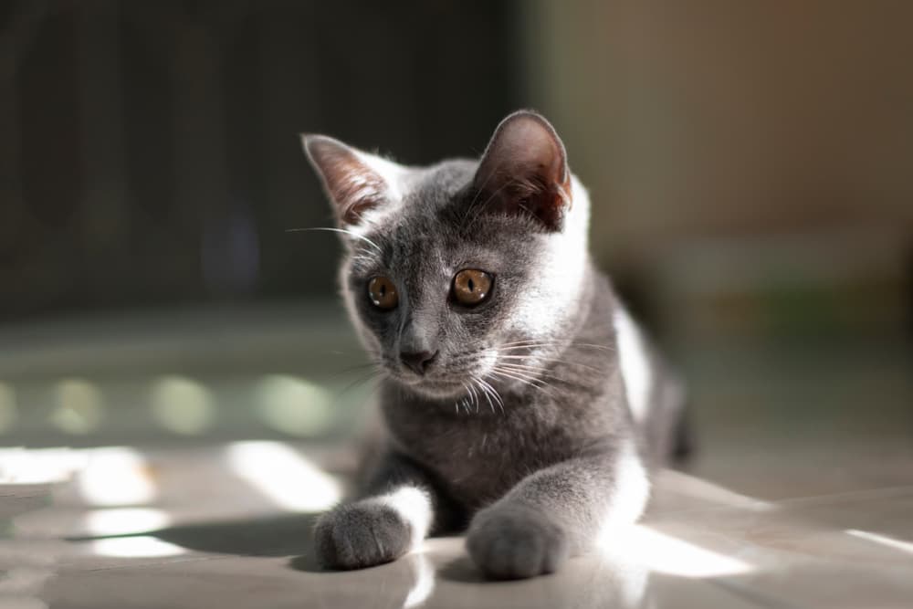Korat kitten laying in the sunlight
