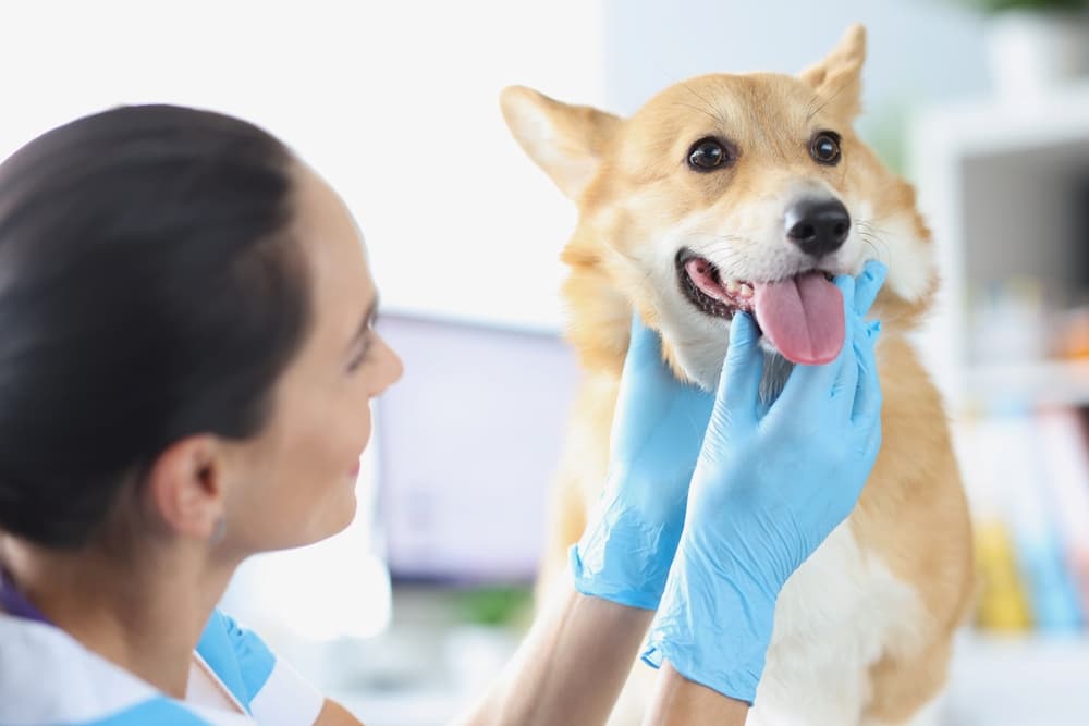 Hyperthyroidism in Dogs