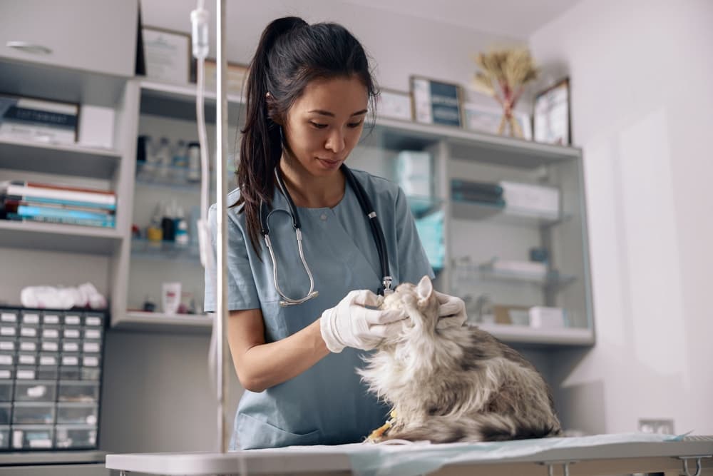 Veterinarian examining cat