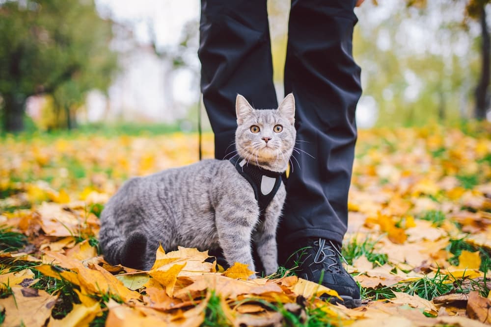 Cat walking on harness