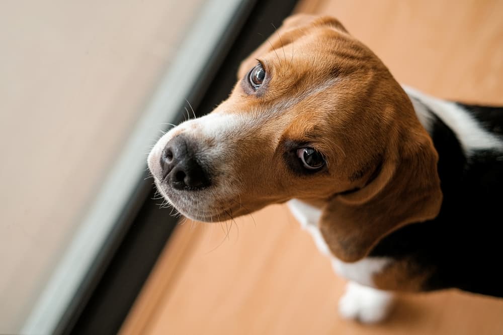 Butorphanol for Dogs