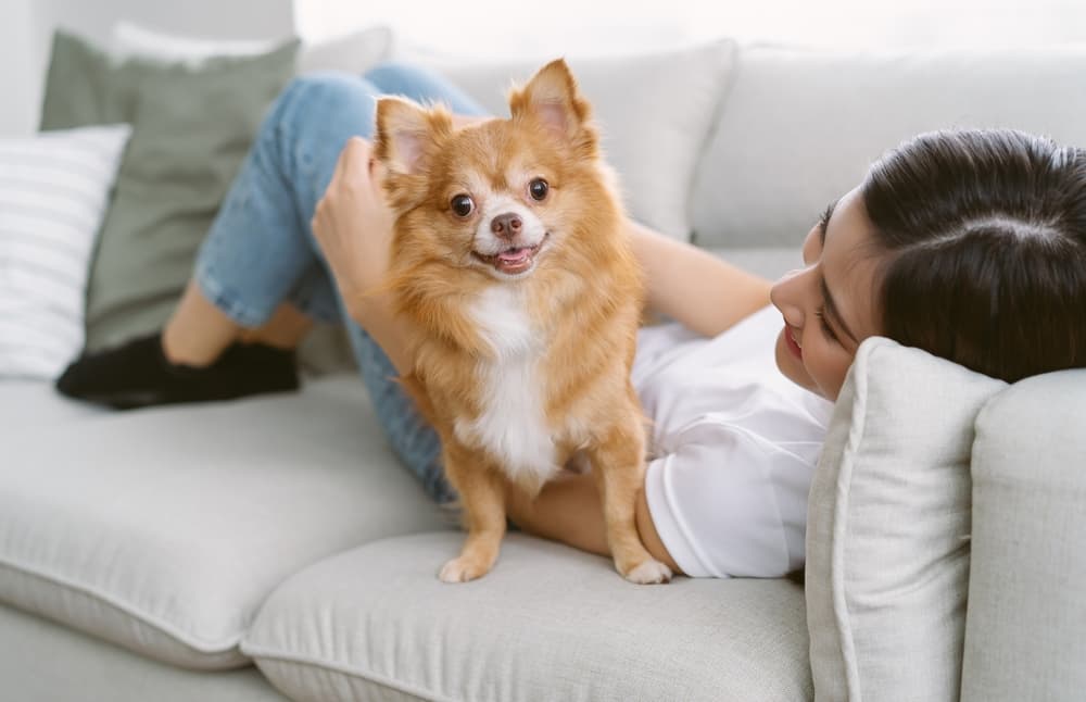 Chihuahua standing on a couch with its owner