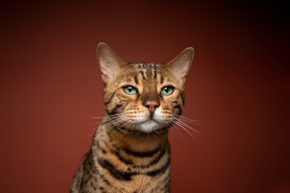 brown tabby cat