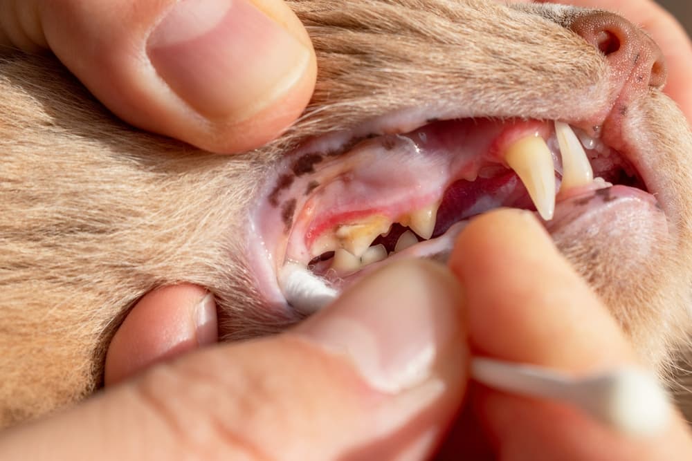 Cat has inflamed gums and teeth covered with plaque and tartar