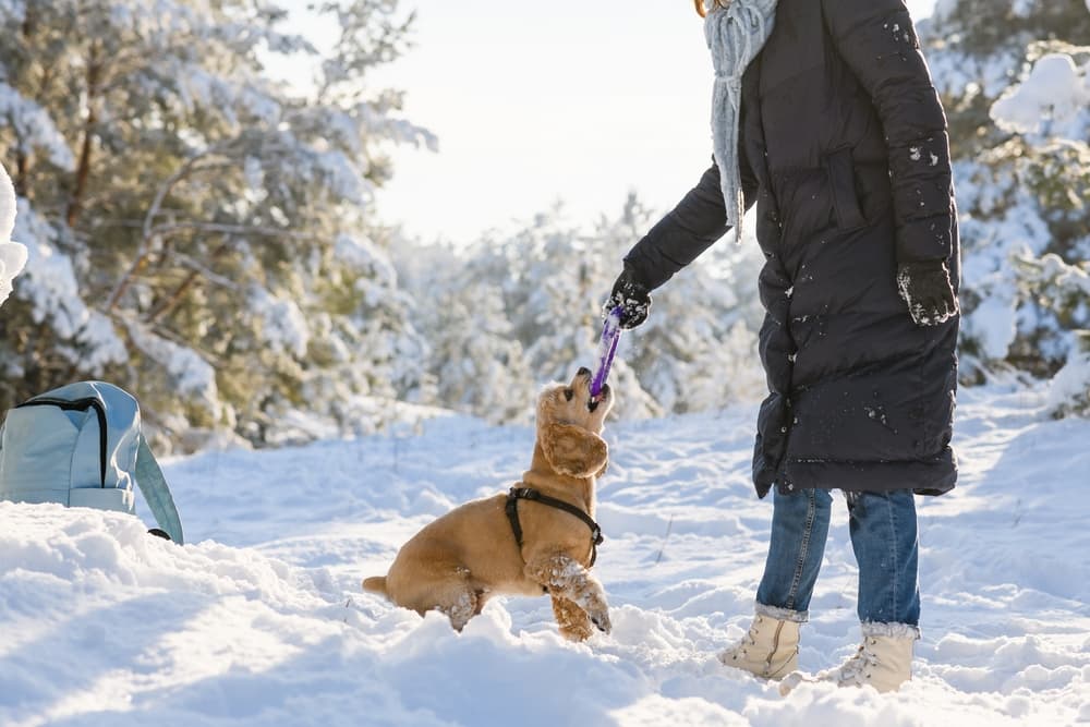 Cocker Spaniel playing tug-of-war in the snow with his owner