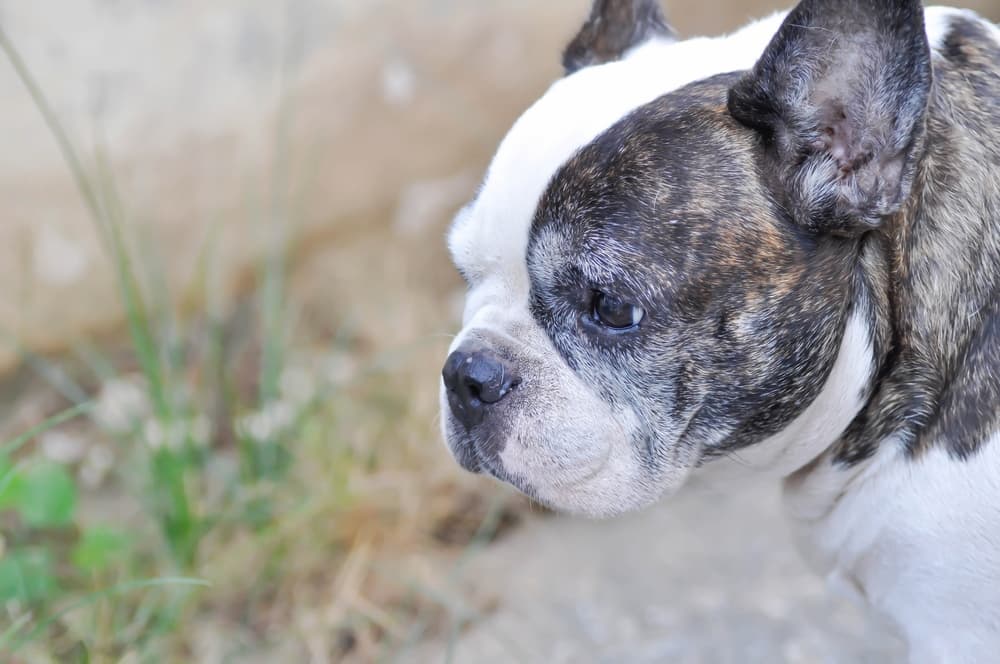 Endosorb for Dogs