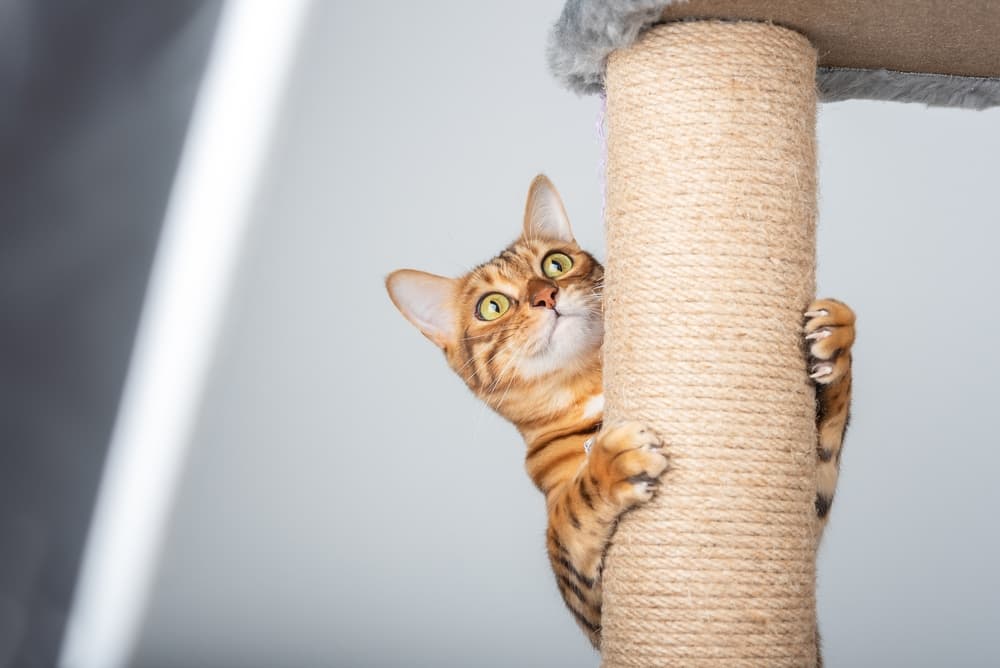 Cat climbing up cat tree