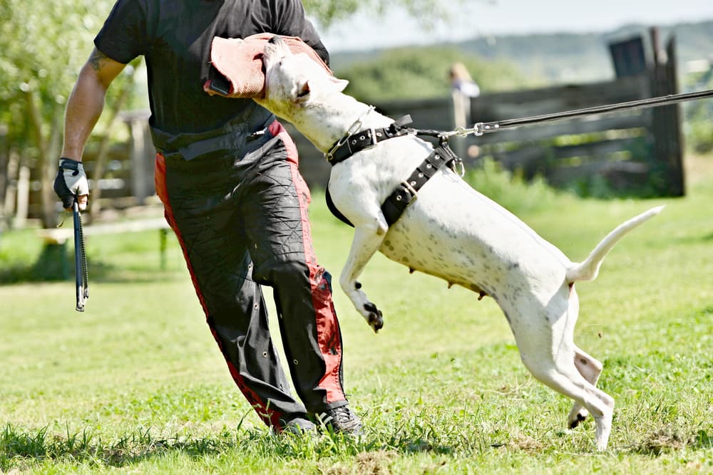 Dogo Argentino bite training