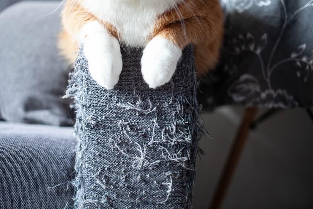 Cat scratching sofa