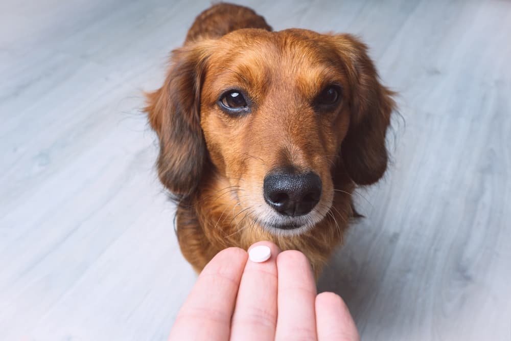 How to Give a Dog a Pill
