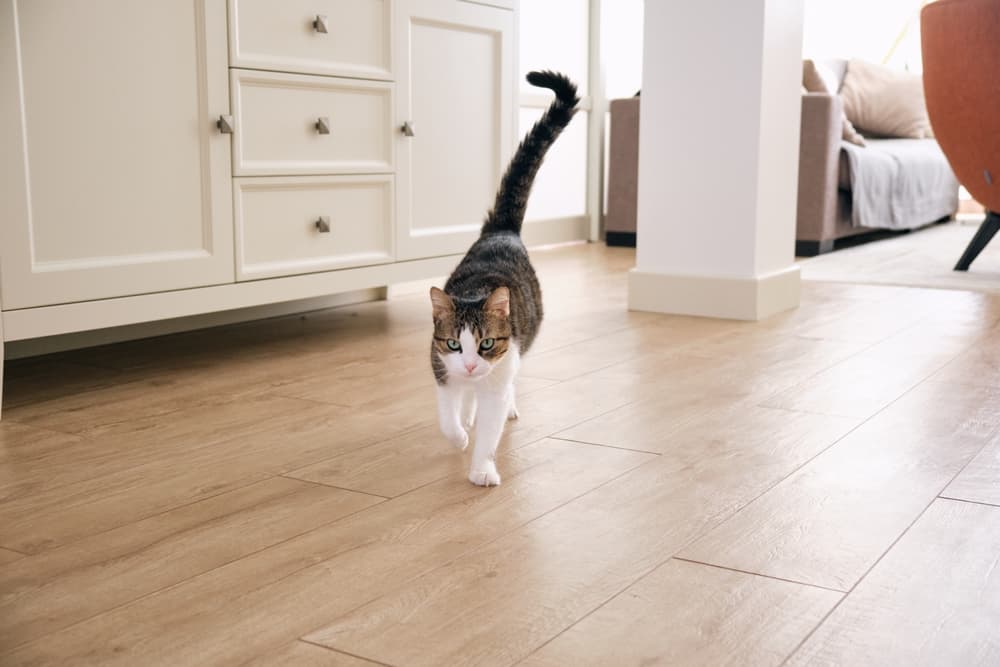Cat walking with tails