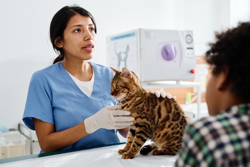 Veterinarian examining cat