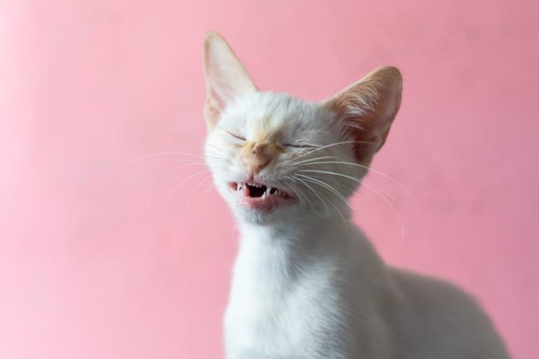White cat sneezing