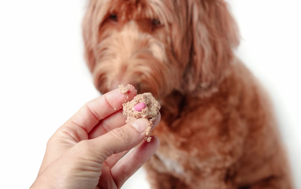 Pet owner giving dog pill inside treat