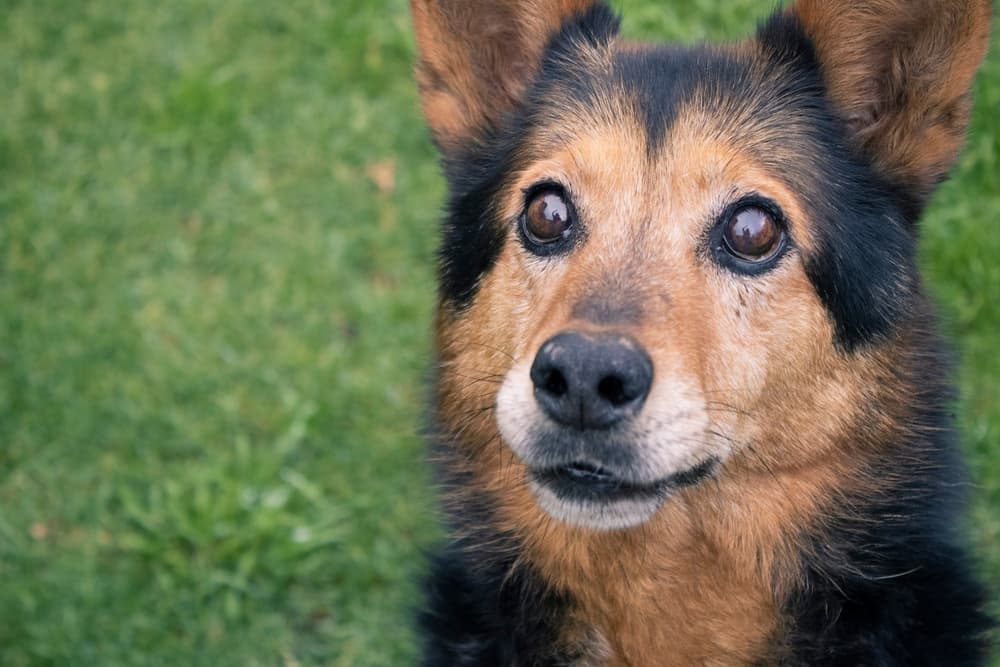 Old dog outside