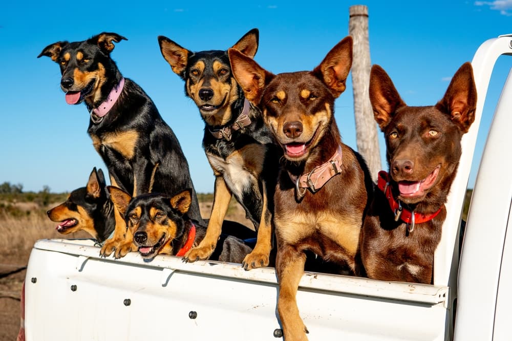 Family of Australian Kelpies in the bed of a truck