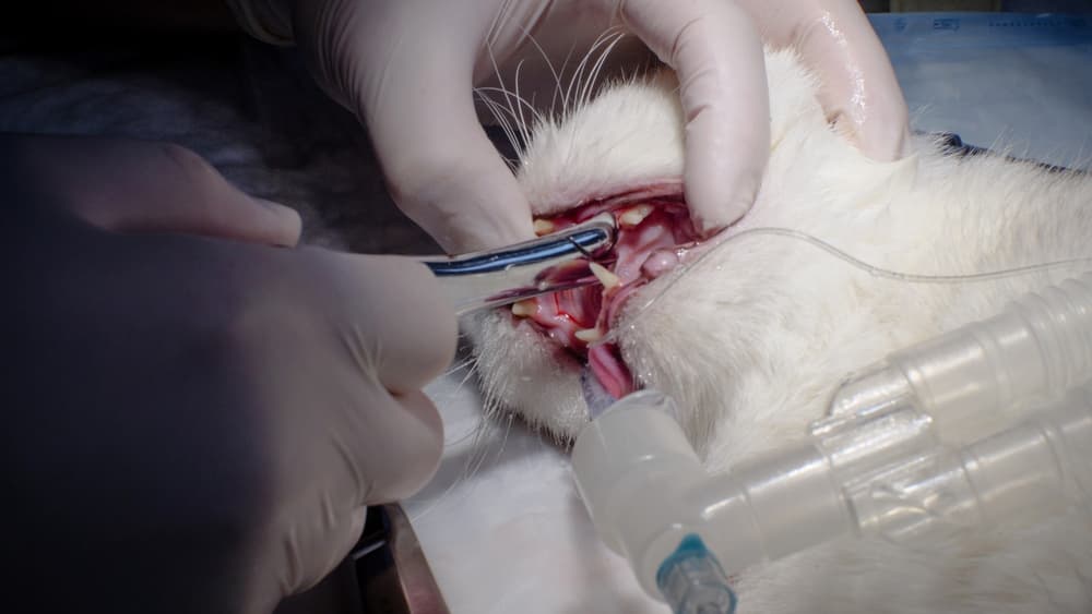 Cat has a tooth removed under anesthesia