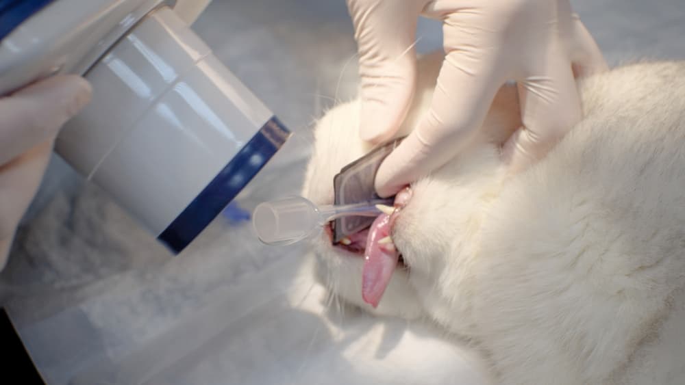 Cat is given an x-ray of the teeth under general anesthesia