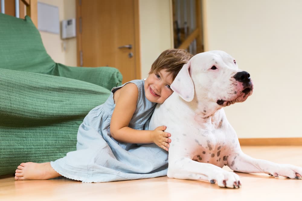 Dogo Argentino laying on the ground with a young girl