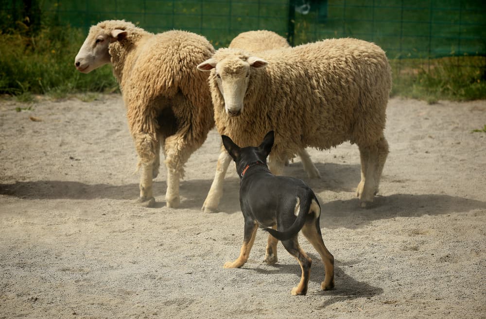 Australian Kelpie herding sheep