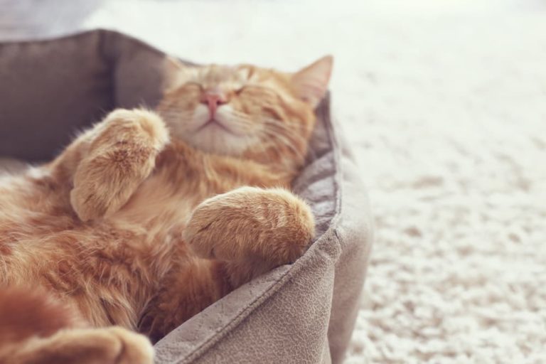 Ginger cat twitching in sleep