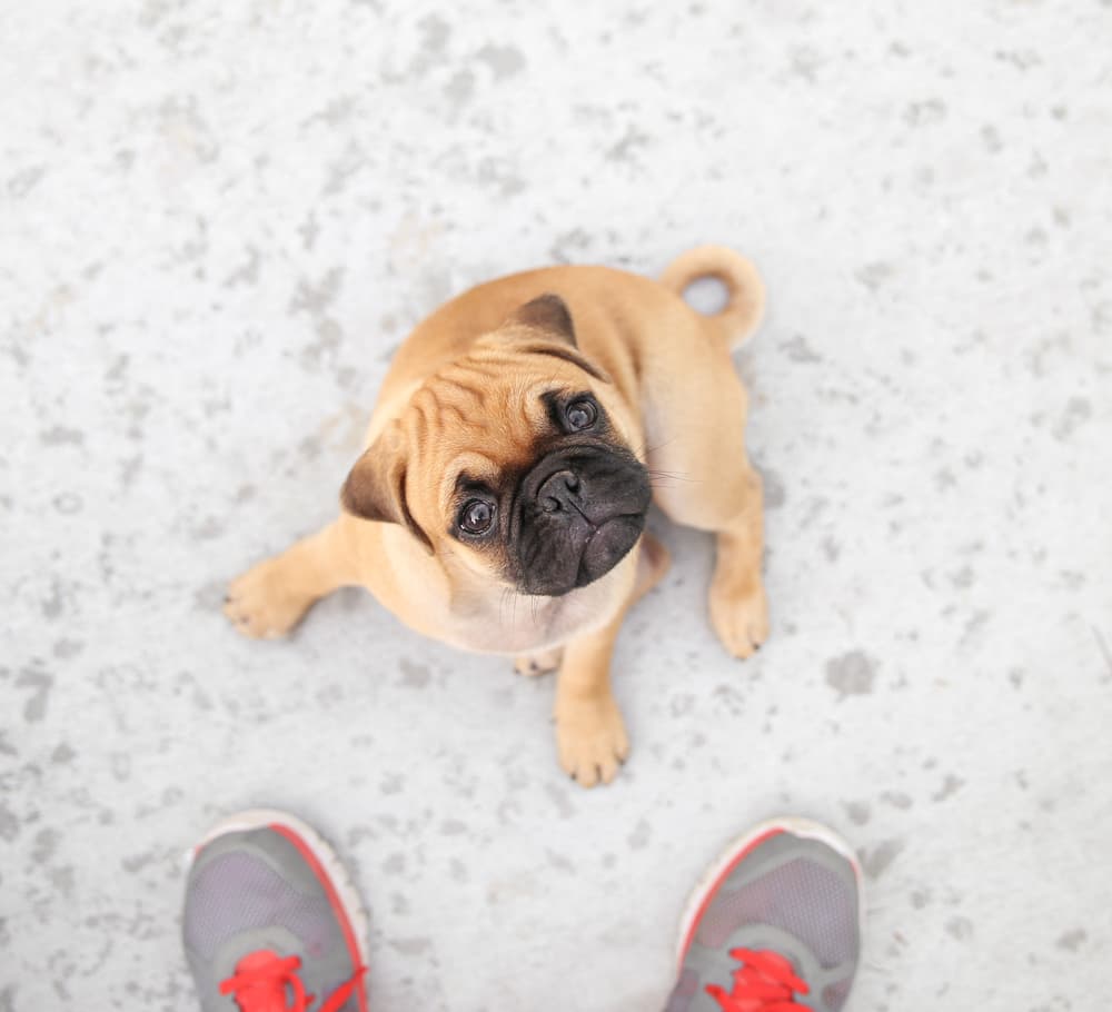 Chug dog sitting on the floor and looking up