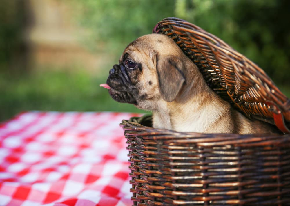 Chug dog sitting in a basket
