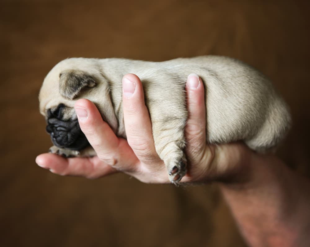Chug puppy in the palm of someone's hand