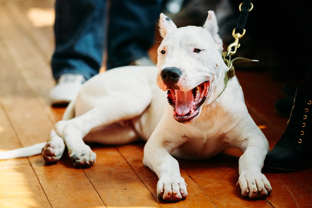 Dogo Argentino laying on the floor