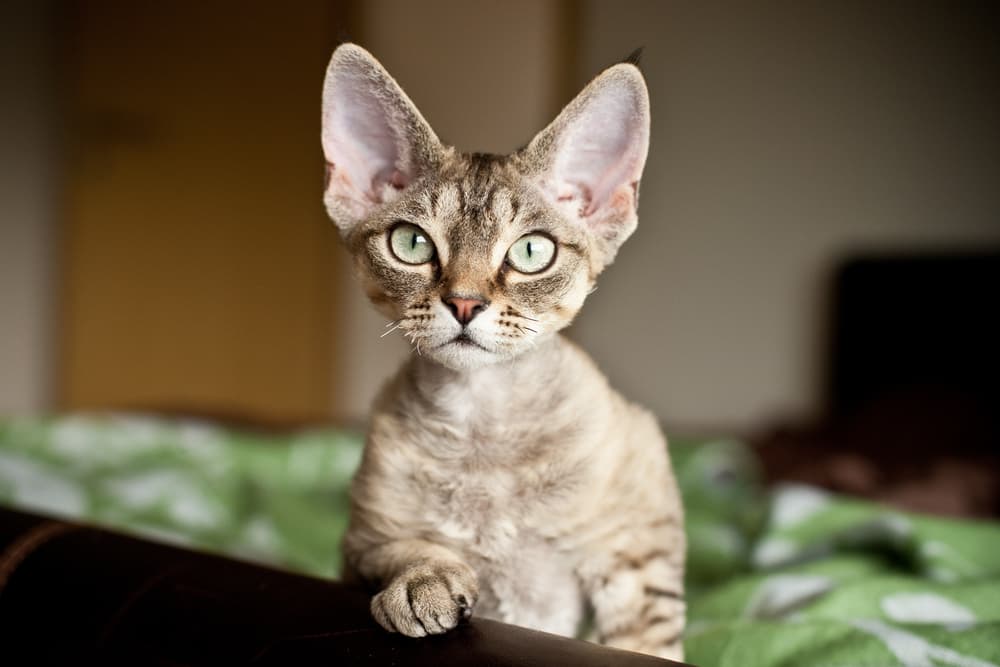 Devon Rex kitten