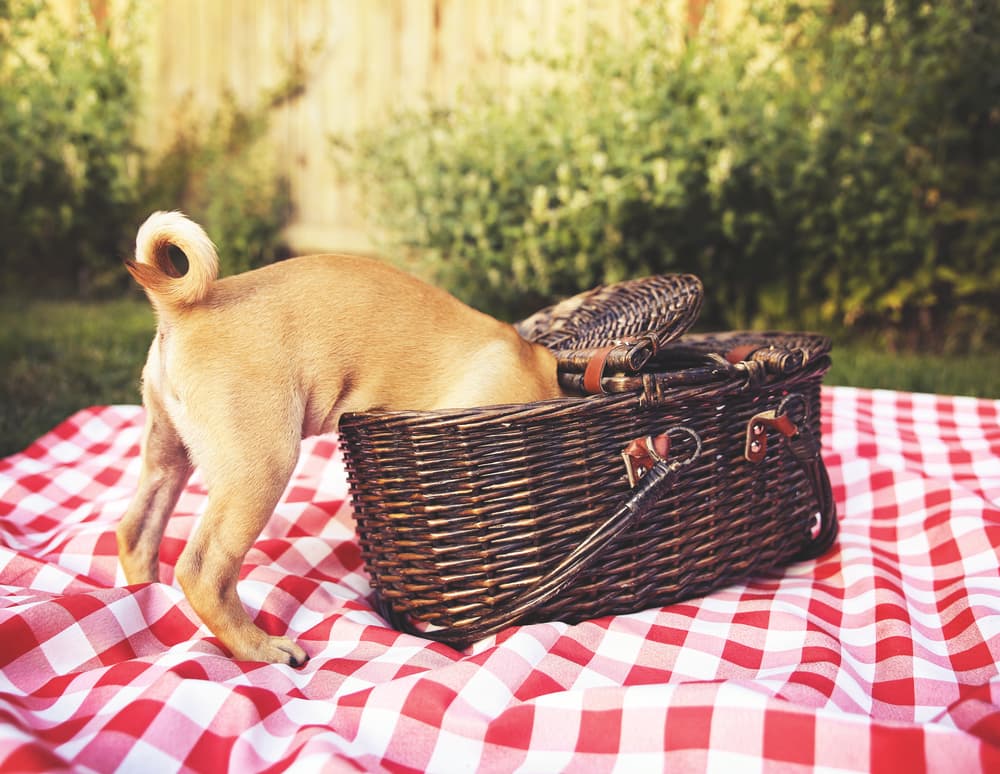 Chug with its head buried in a basket