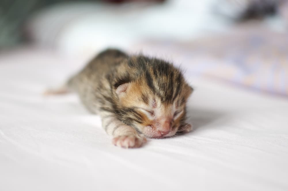Toyger kitten with its eyes closed
