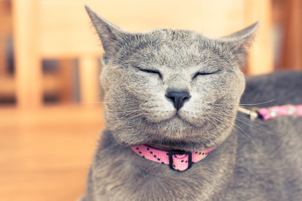Korat cat with its eyes closed