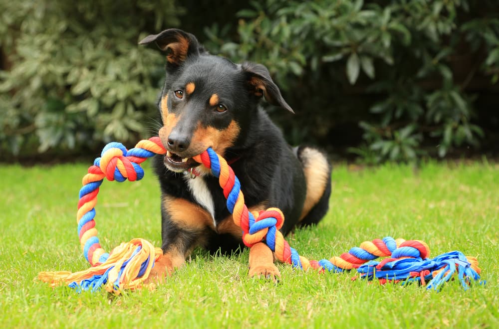 Australian Kelpie chewing on a toy