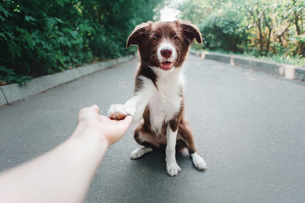 Dog giving paw