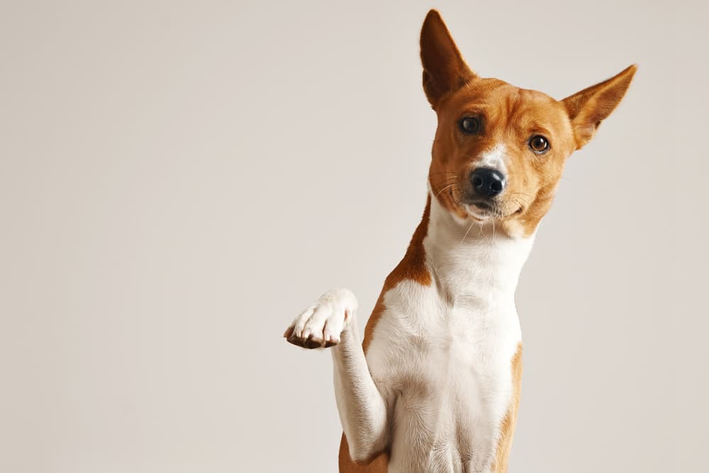 Dog holding paw up