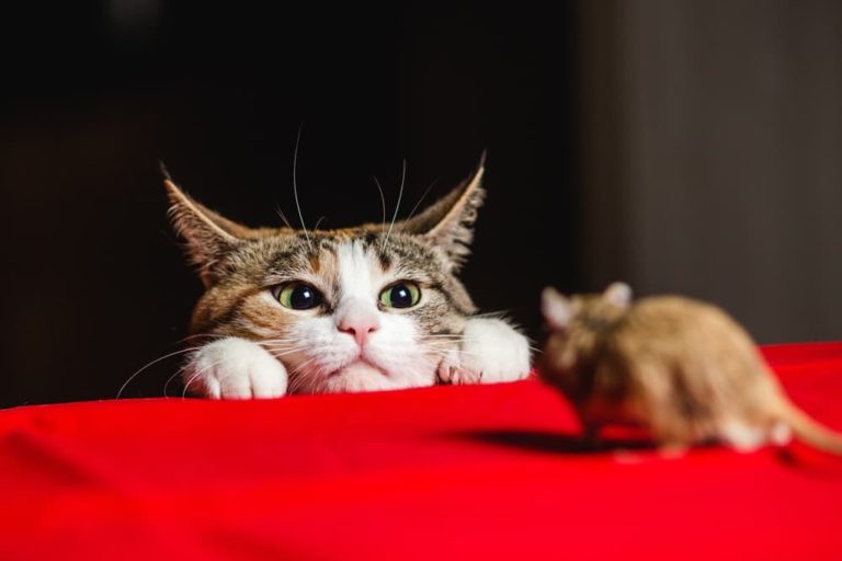 Cat hunting mouse