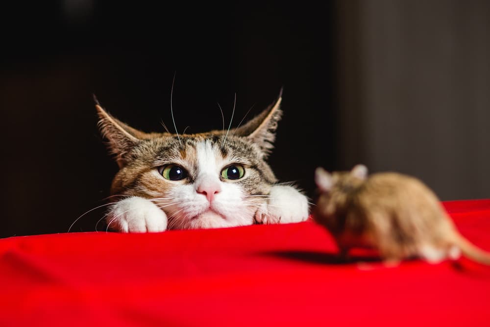 Why Do Cats Bring You Dead Animals?