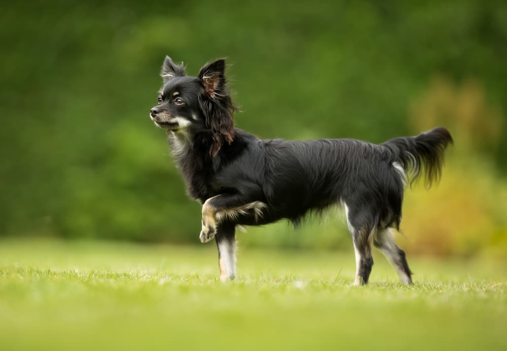 Black Chihuahua standing in a field