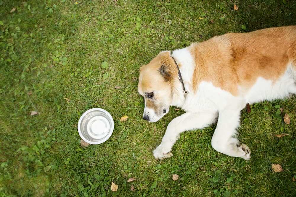 Syncope (Fainting) in Dogs