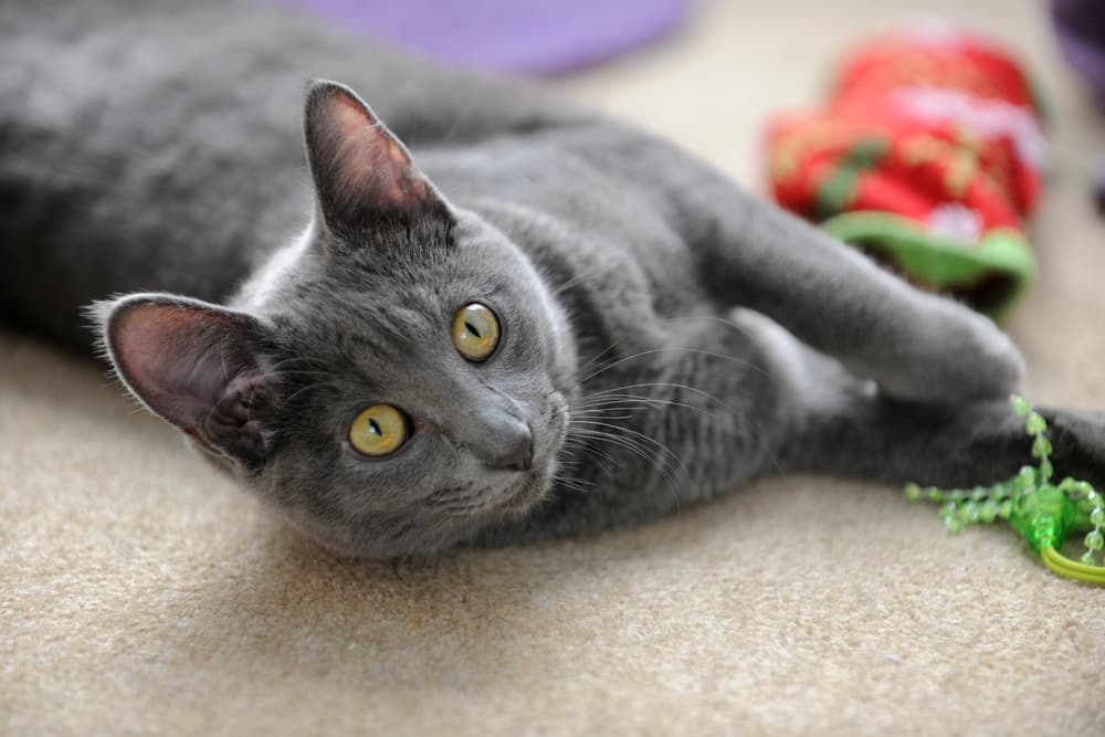 Korat cat playing with a toy