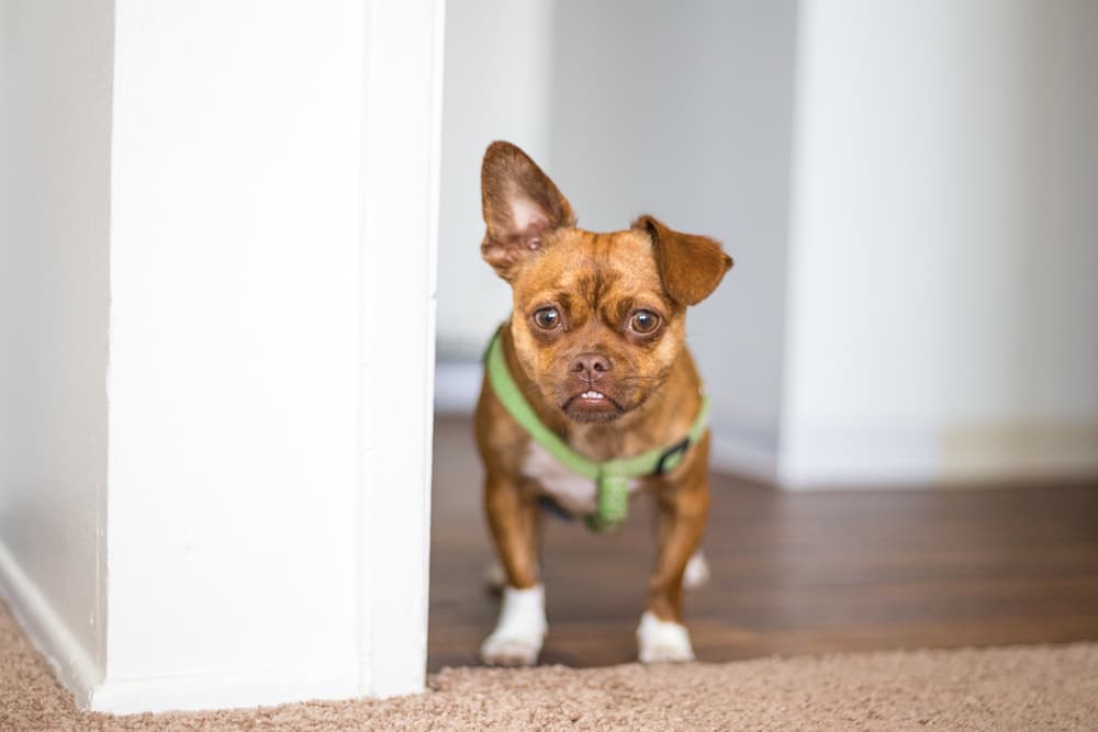 Chug dog looking at the camera